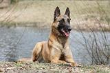 MALINOIS 672